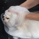 예쁘다 펫살롱 이미지