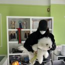 메모리펫살롱 이미지