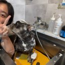 더마루 | [충북태안/애견펜션] 더마루애견펜션 애견수영장펜션 견종제한없음 내돈내산 솔직후기