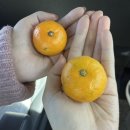 (주)환성관광여행사 이미지