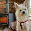 댕댕이 숲 이미지