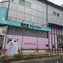 고양이 카페 여기 이미지