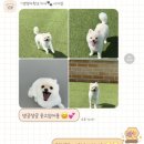 멍멍아학교가자 (시지점) 이미지