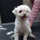 뚜뚜하니 이미지