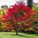 단풍나무 꽃말 개화시기 단풍 드는 시기 효능과 용도 이미지