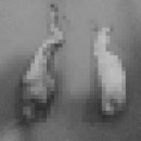 네오 동물병원 이미지