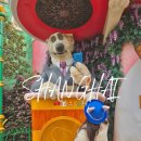 토이 뽑기랜드 4호점 | 상해 디즈니랜드 입장권 놀이기구 굿즈 상하이 숙소 추천