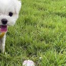 놀고가개 이미지