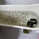 뽑고가냥 이미지