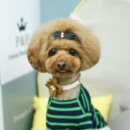 P&P동물병원 네이버블로그