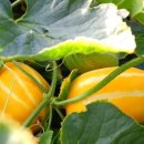 (주)성주환경 | 성주참외 꼬마 못난이참외 10kg 가격 대비 솔직 정보