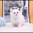 #오드아이 이미지