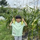 🌽🐮소 축산 및 옥수수 체험🌽🐮 이미지