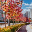 광교호수공원로 이미지