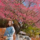 순천매산고등학교 | 순천 매화명소 매산고등학교 홍매화 3월 국내 여행지 전남 봄 꽃구경 가볼만한 곳