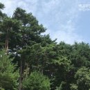 솔마루향기