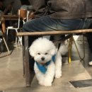 봄씨