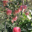 평광왕건사과마을 이미지