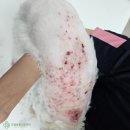 장호원동물병원