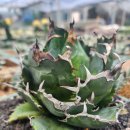 Agave Titanota White Whale 대품 20cm 이미지