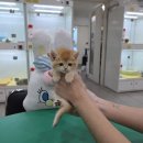 광주강아지분양 고양이분양 펫왕국 이미지