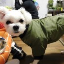 펫트리 이미지