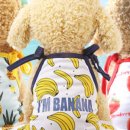 강아지 지니 이미지