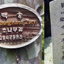백송 이미지