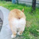 웰시코기 매력과 현실 키우기 후기 (털, 성격, 일상 전부 담았어요)