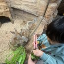 (주)인천1339에이엠에스 | 쥬벅스 | 인천 서창 아기랑 갈만한곳 요즘 핫플 실내동물원 먹이주기체험 후기