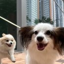 슈퍼해피독 이미지