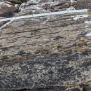 Tree of im 이미지