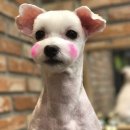 메씨엘리 이미지