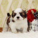 시츄언니 이미지