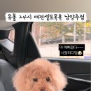 유폴24시 애견셀프목욕 이미지