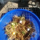 자연산 연삼(생재) 자연산 영지버섯 소나무 한입버섯 잔대 판매 이미지