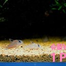 부흥슈퍼 이미지