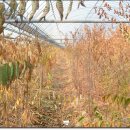 김영식농장 이미지