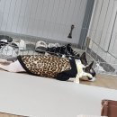 다보노