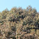 곡성-250 | 고창 가볼만한곳 선운산 선운사 봄 산책코스 후기