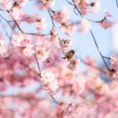 서강염소탕한우갈비살 | 여의도 봄꽃&amp;벚꽃축제 완벽 가이드! 🌸 벚꽃 명소, 행사 일정, 맛집·숙소·주차 총정리