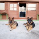 셰퍼트 분양 이미지