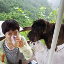 도그마실 이미지