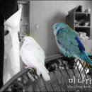 Honey Bunny 이미지