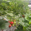 딸기마을 | 양평 수미마을 체험 후기｜피자 만들고 딸기 따기 체험 팥 찐빵까지.