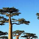 바오밥나무 이미지