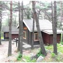 태백고원자연휴양림 Daum카페