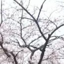 벚꽃역