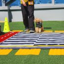 도그유토피아 이미지