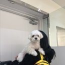 도그힐튼 이미지